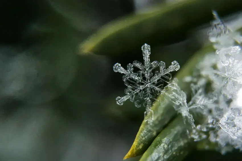 ¿Cuál es la importancia de los copos de nieve en la naturaleza?