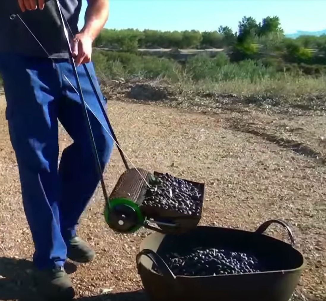 Recogedor de aceitunas del suelo: cómo optimizar la técnica de recolección