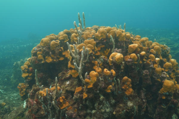 Corales Varadero Cartagena